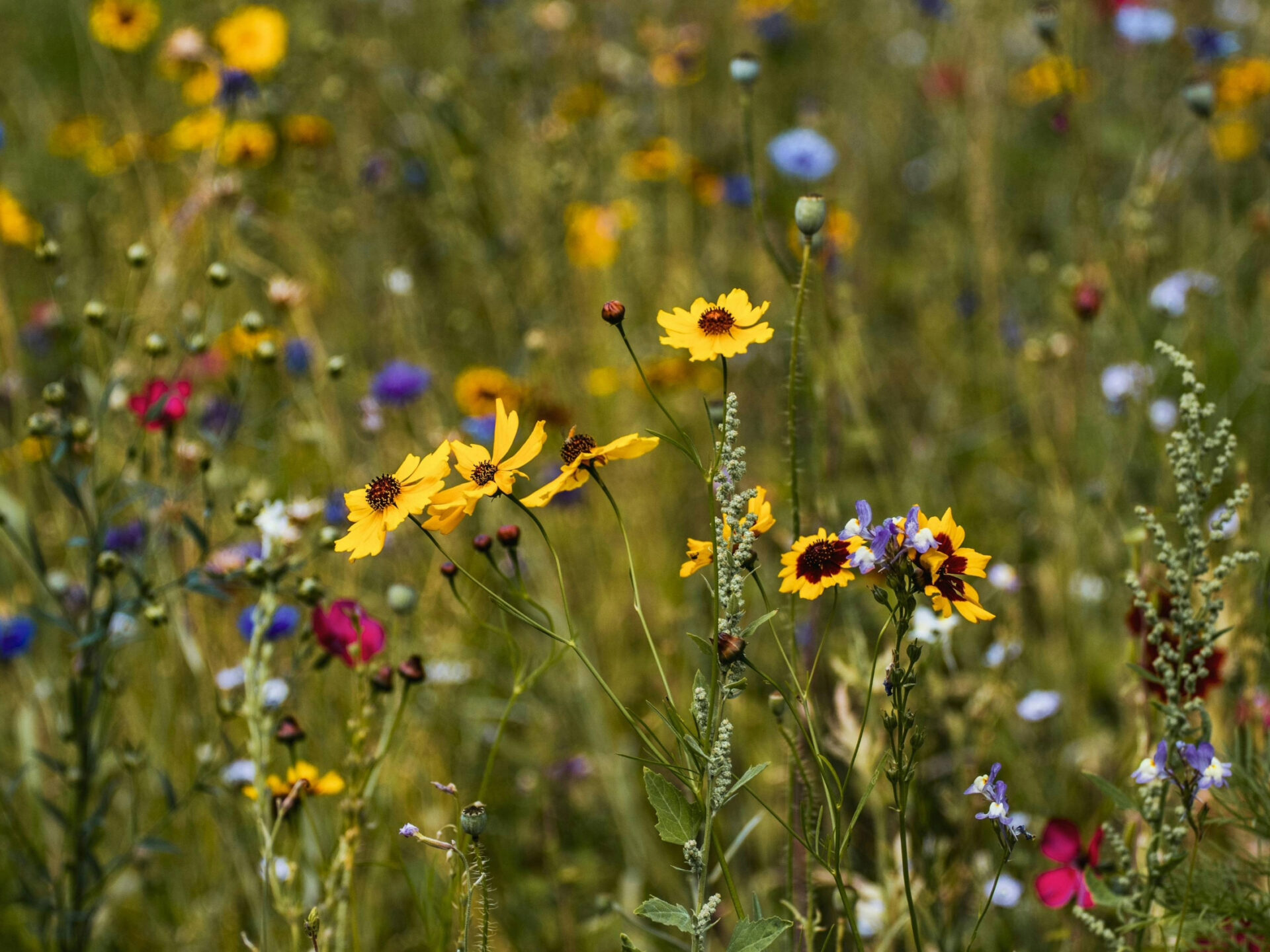 pexels asemirski 13165440 (2)