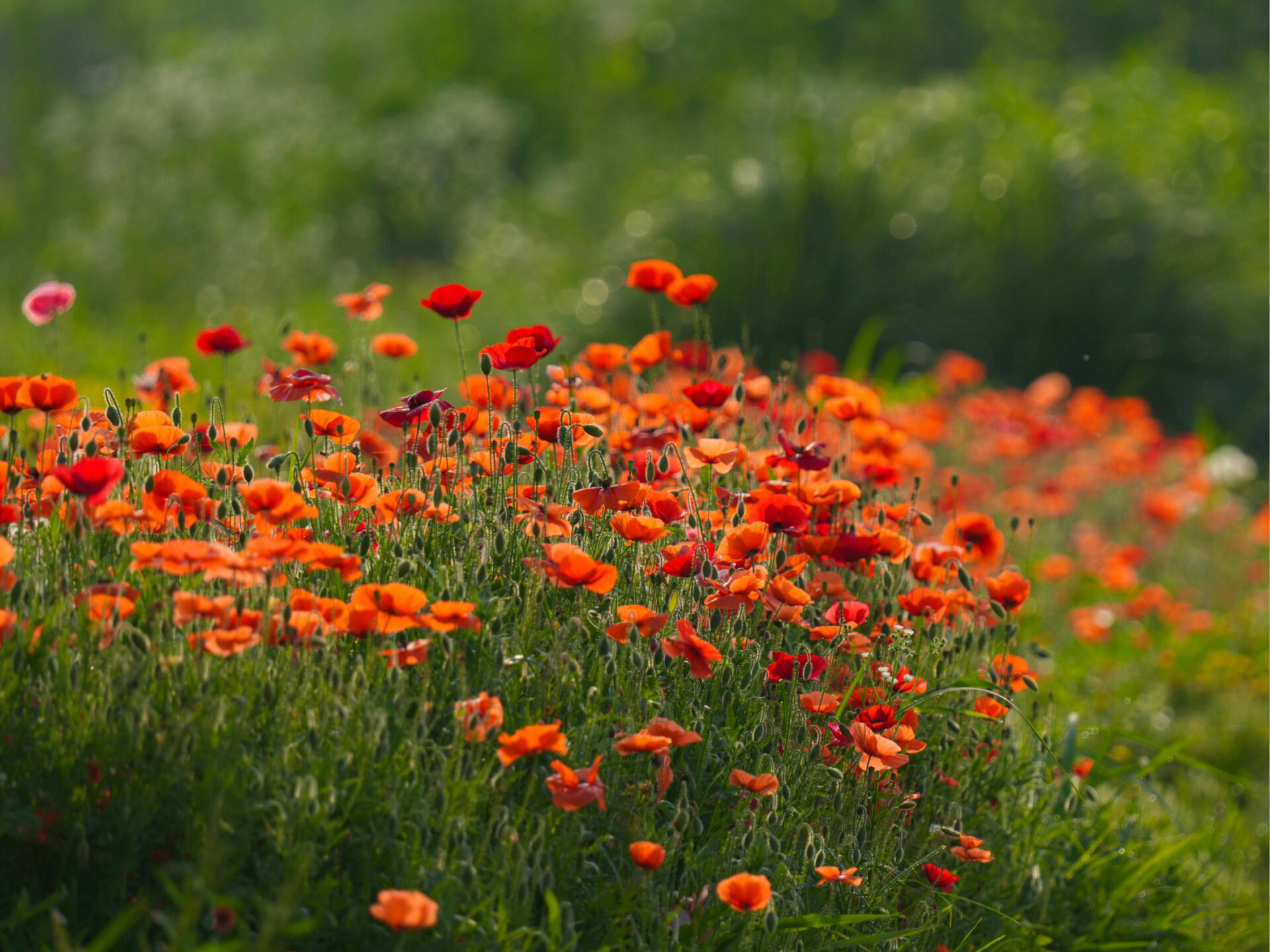 pexels daejeung 17350517