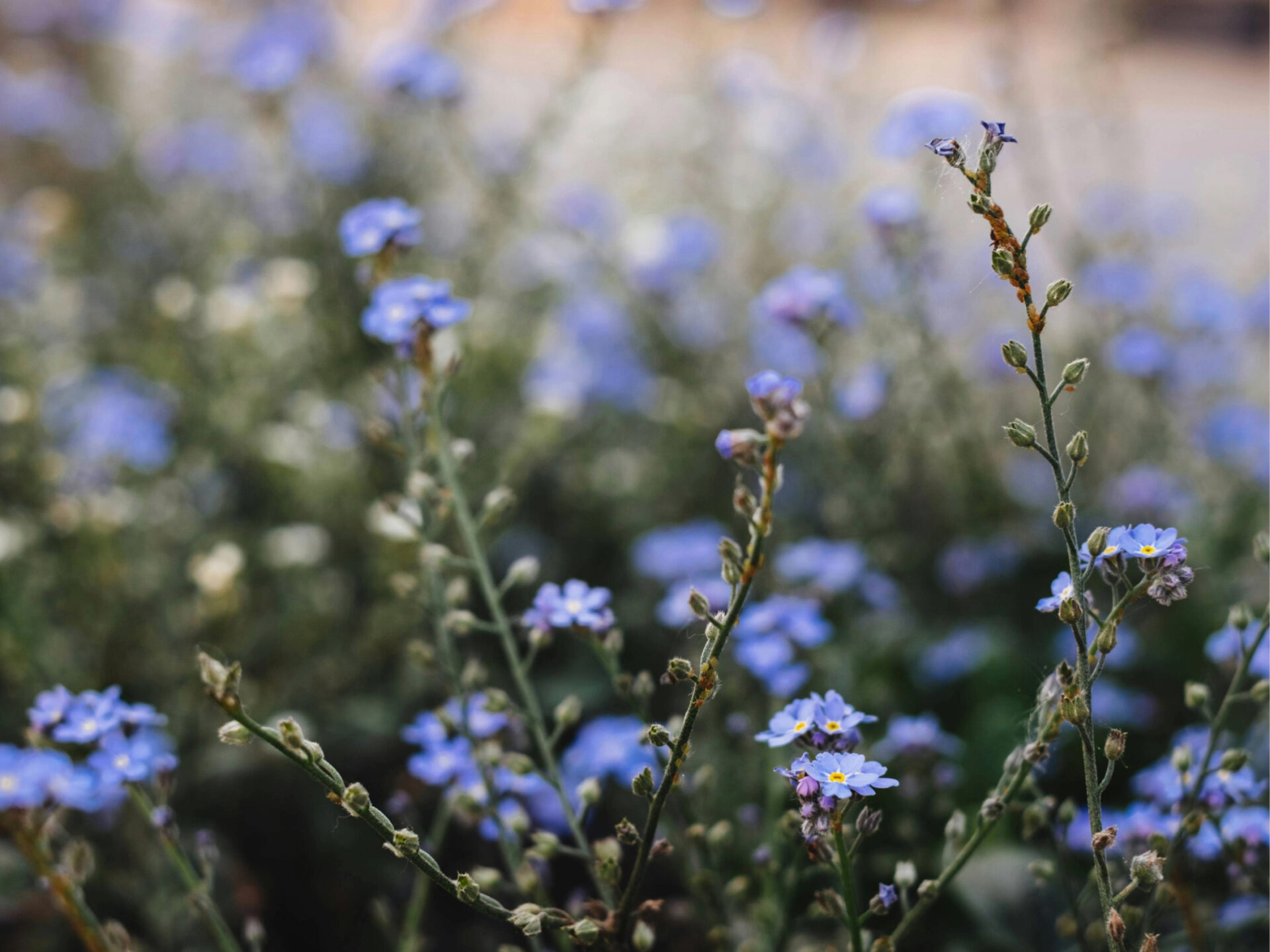 pexels freestocks 1083935 (1)